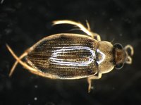 藏品(蚜蟲)的圖片